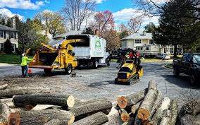 Best Root Management and Removal  in Chilton, WI