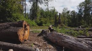 Best Tree Cabling and Bracing  in Chilton, WI
