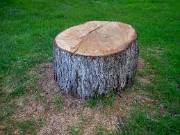 Best Tree Mulching  in Chilton, WI