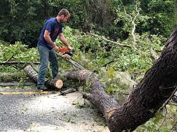 How Our Tree Care Process Works  in  Chilton, WI