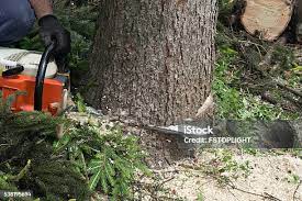 Best Leaf Removal  in Chilton, WI