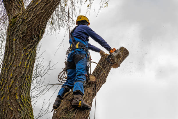 Best Emergency Tree Removal  in Chilton, WI