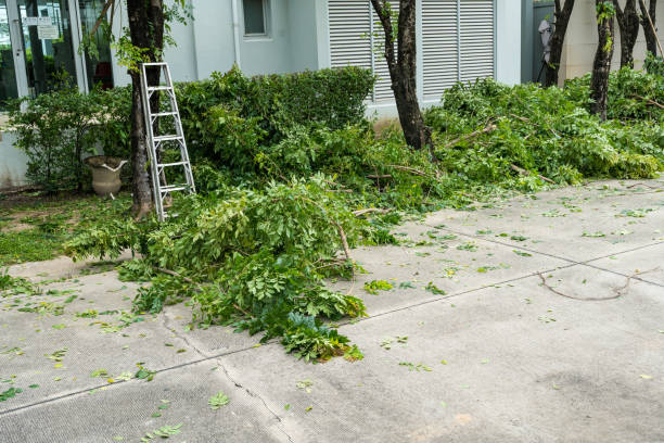 Best Tree Removal  in Chilton, WI