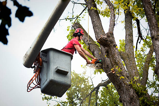 Best Tree Health Inspection  in Chilton, WI